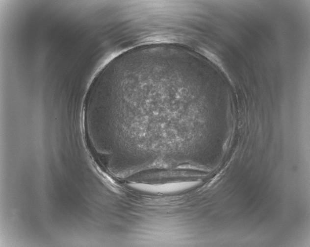 X0000066021179200603171524