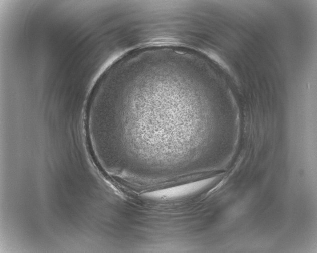 X0000066021325200603171522