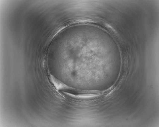 X0000066021361200603171521