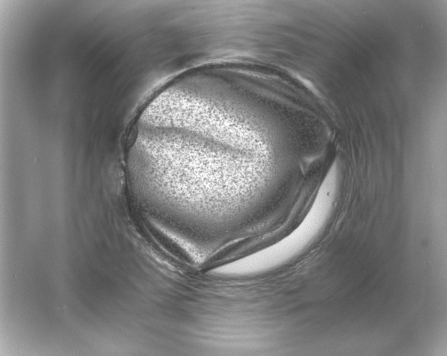 X0000066021363200603171521