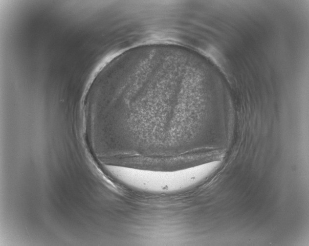 X0000066021371200603171521