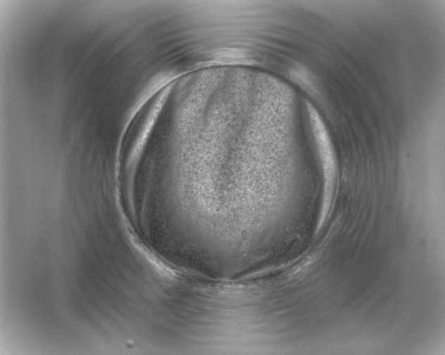 X0000066021378200603171521