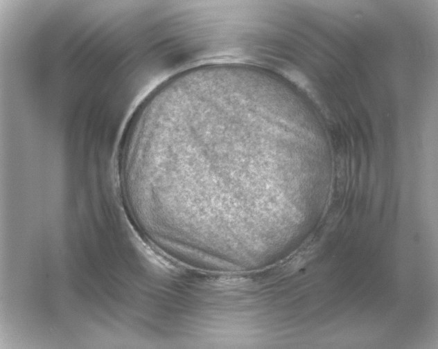 X0000066021466200603171519