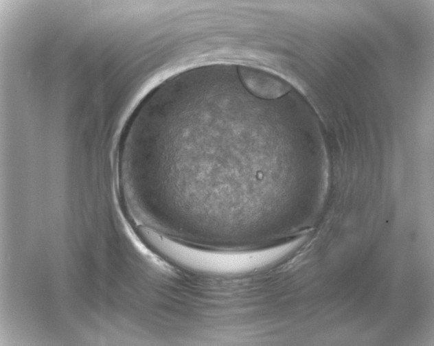 X0000066021515200603171518