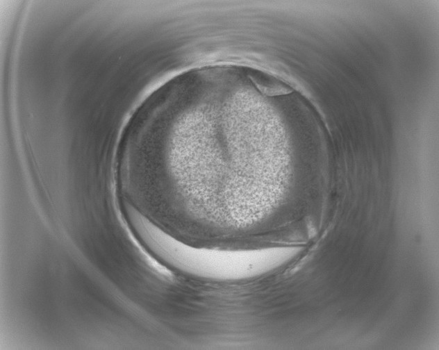 X0000066021525200603171518