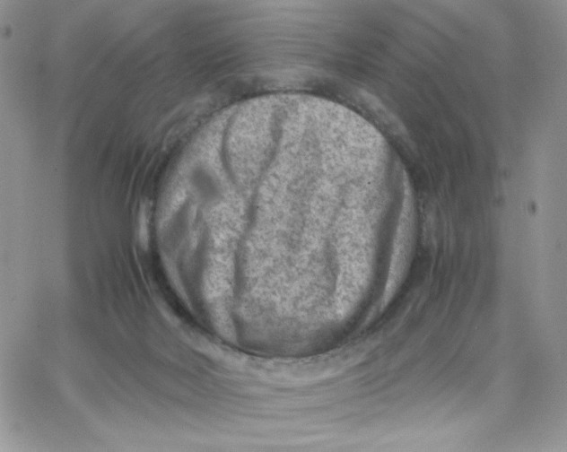 X0000066020026200603241546