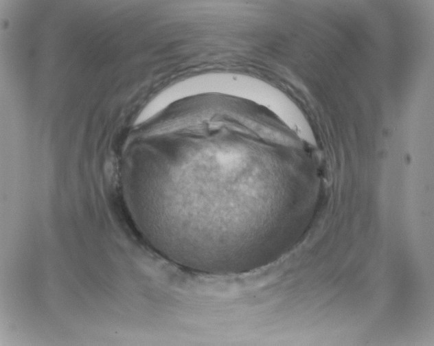 X0000066020029200603241546