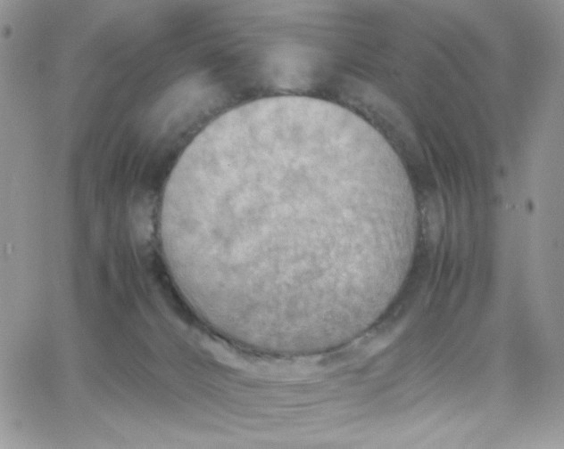 X0000066020032200603241546