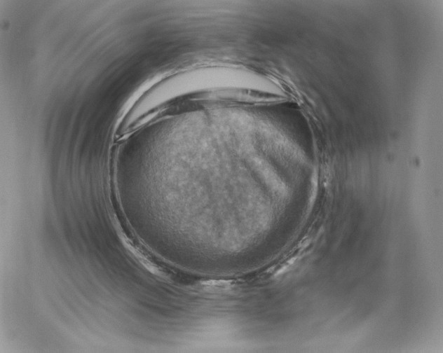 X0000066020052200603241545