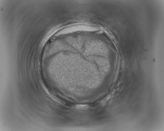 X0000066020055200603241545