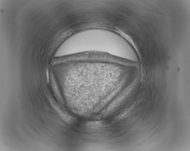 X0000066020061200603241545