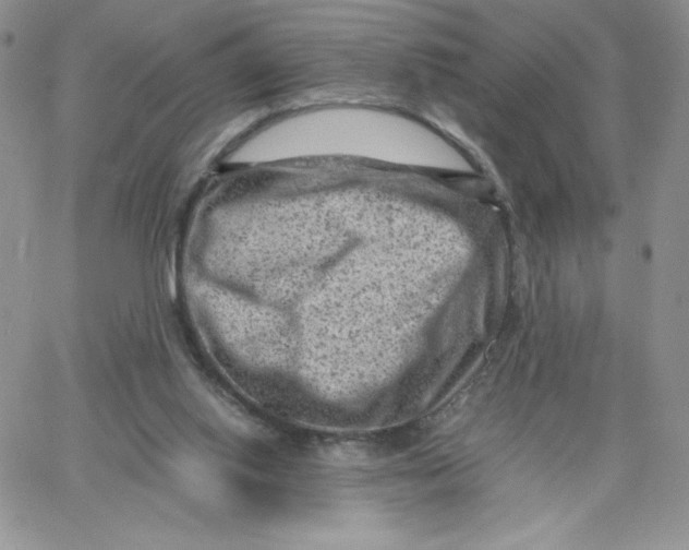 X0000066020062200603241545