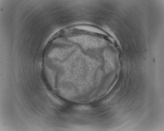 X0000066020063200603241545