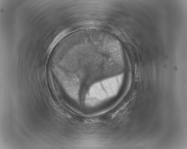 X0000066020099200603241545