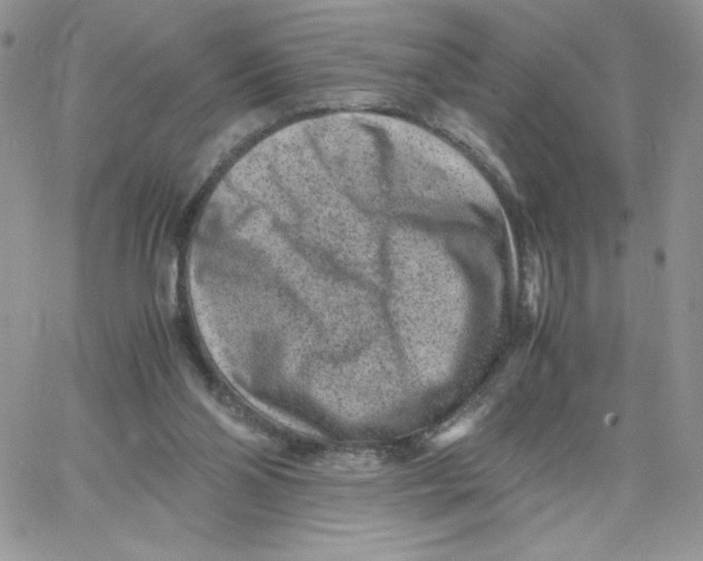 X0000066020110200603241545