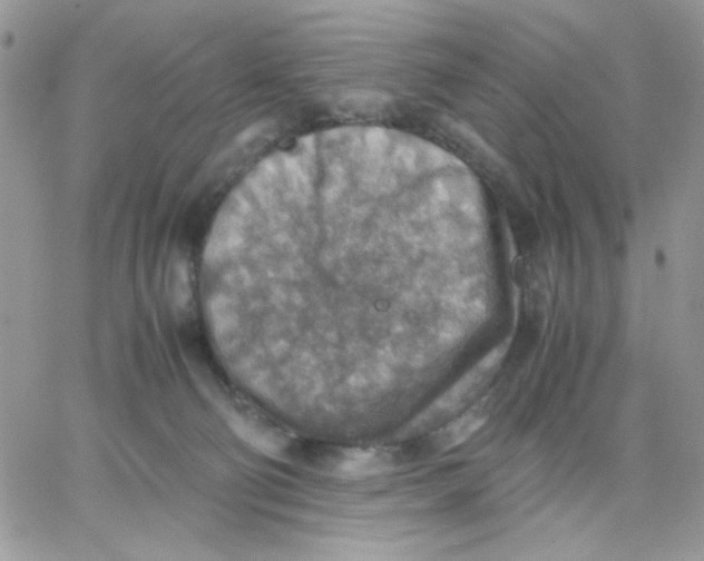 X0000066020130200603241545