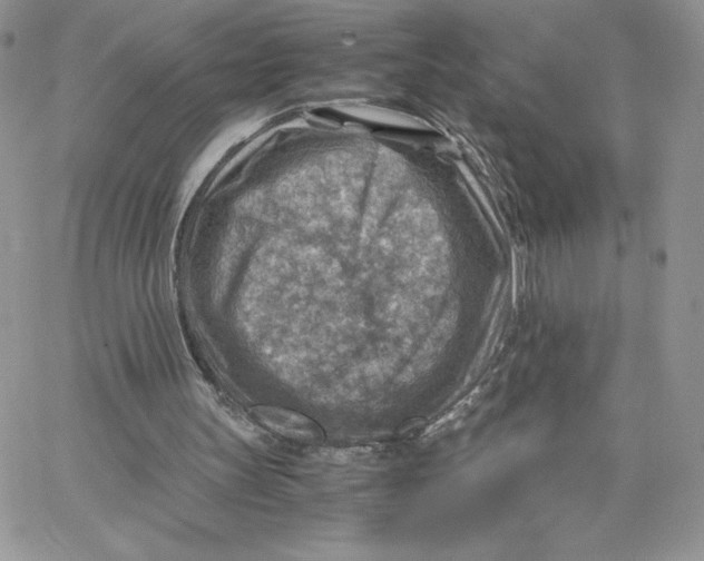 X0000066020147200603241544