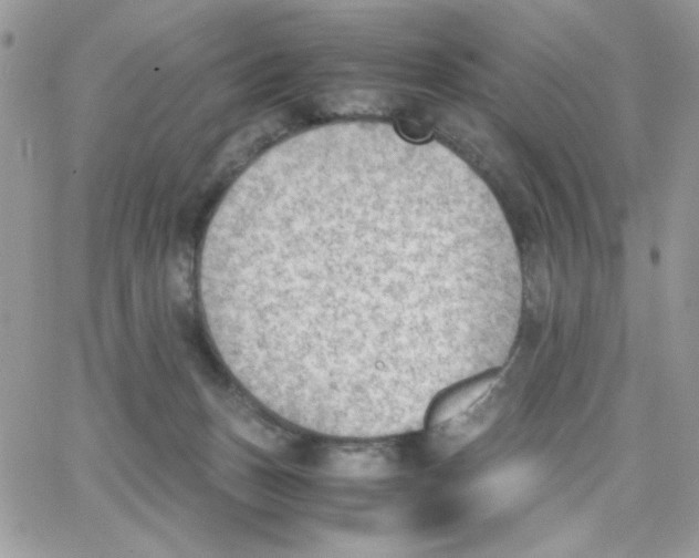 X0000066020175200603241544