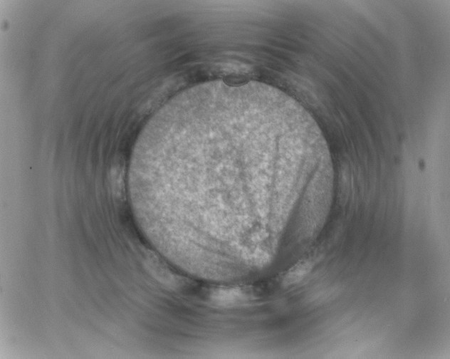 X0000066020177200603241544