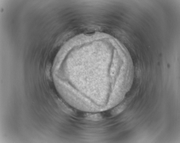 X0000066020185200603241544