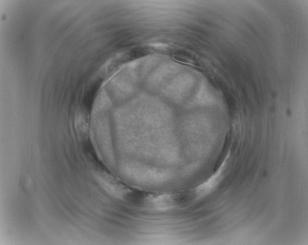 X0000066020186200603241544