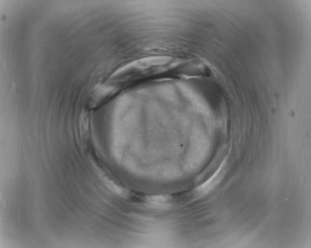 X0000066020192200603241544