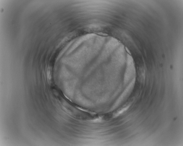 X0000066020232200603241543