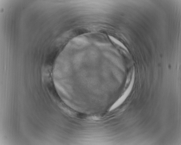 X0000066020237200603241543