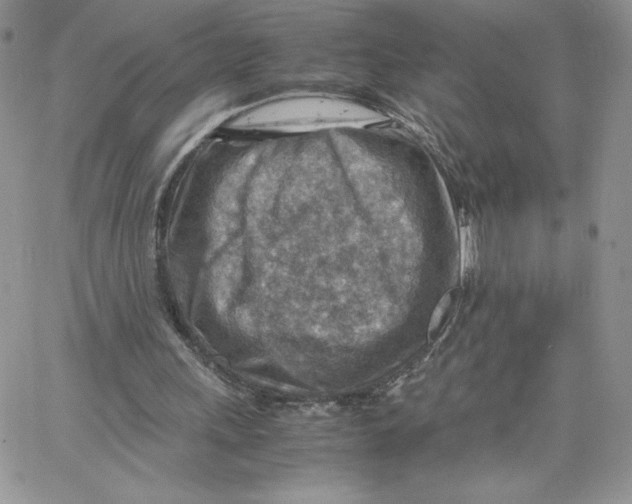 X0000066020243200603241542