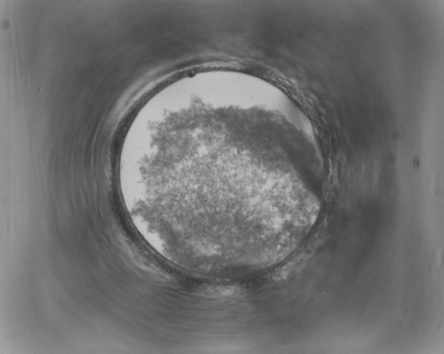 X0000066020247200603241542