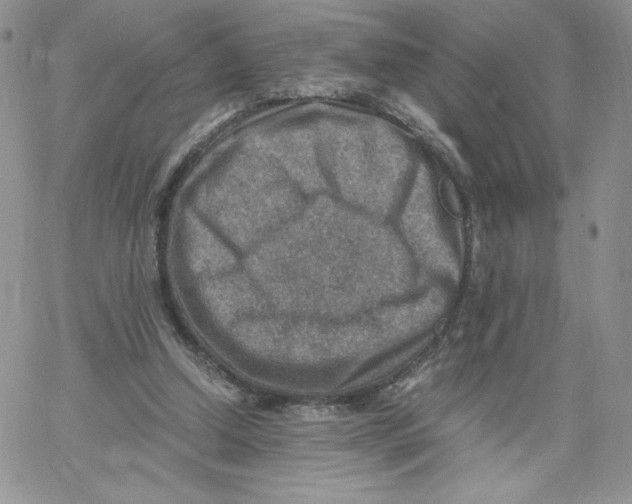 X0000066020250200603241542