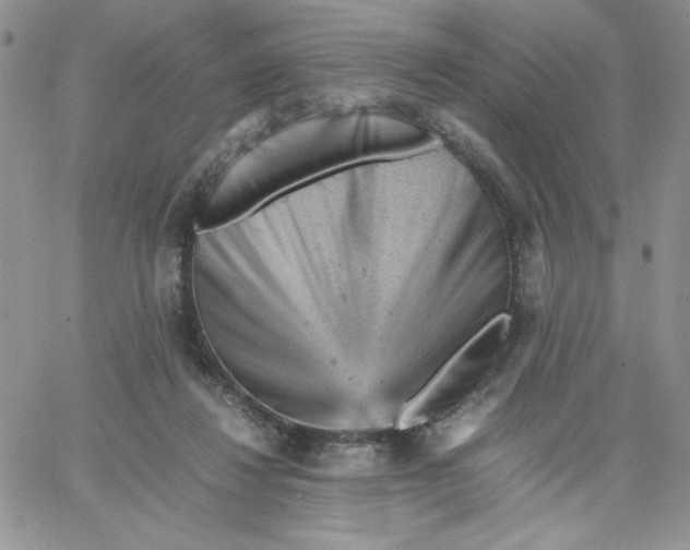 X0000066020260200603241542