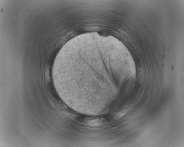 X0000066020267200603241542