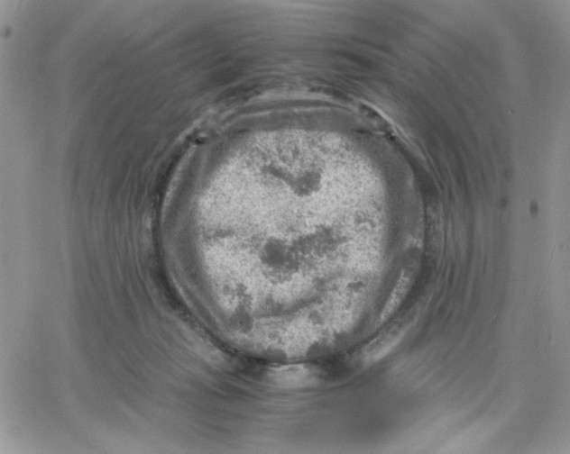 X0000066020269200603241542