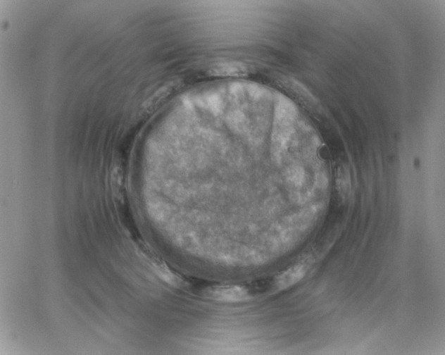 X0000066020322200603241541