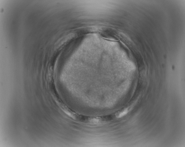 X0000066020325200603241541