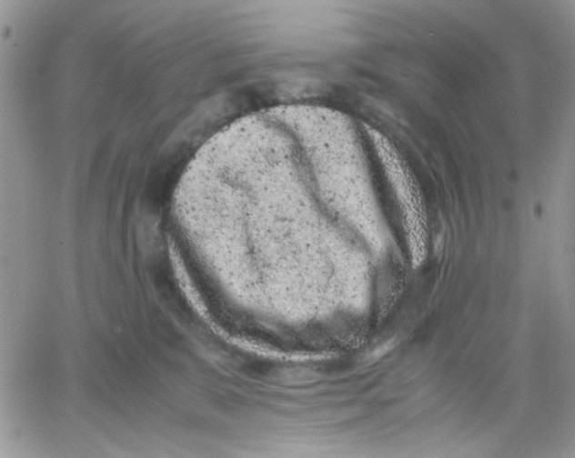 X0000066020327200603241541