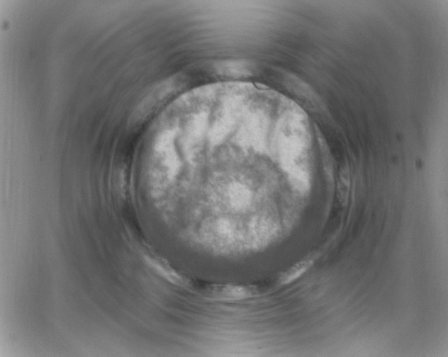 X0000066020330200603241541