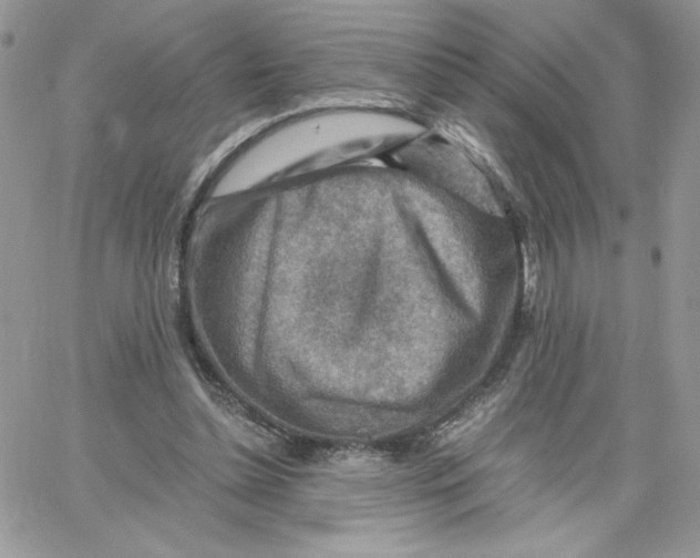 X0000066020348200603241541