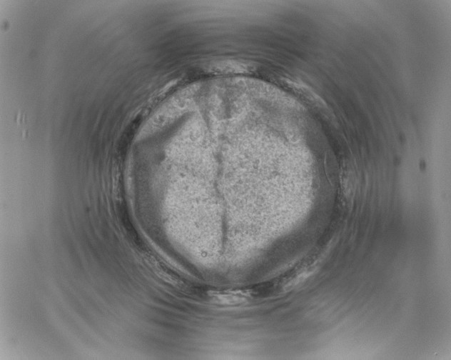 X0000066020359200603241541