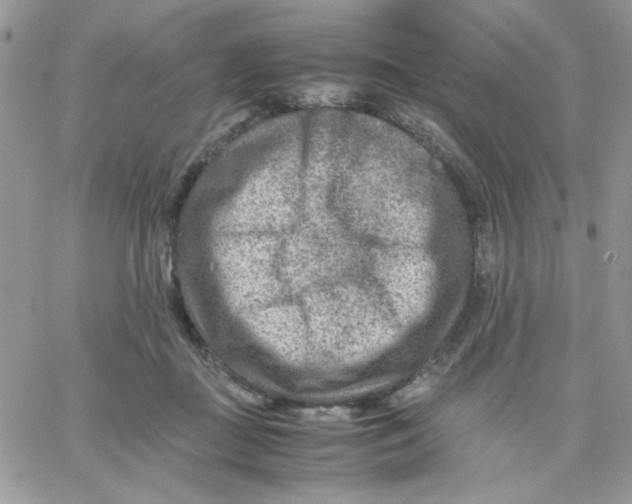 X0000066020363200603241541