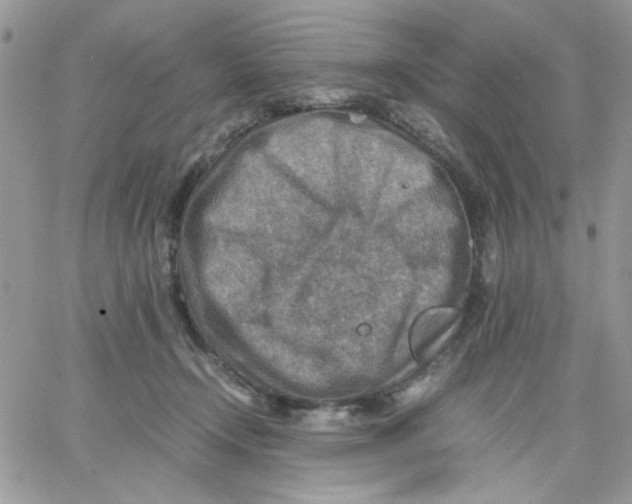 X0000066020366200603241541