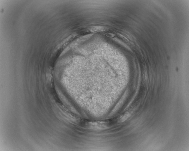 X0000066020367200603241541