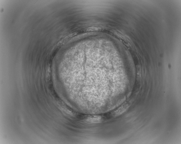 X0000066020369200603241541