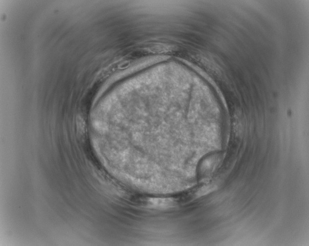 X0000066020371200603241541