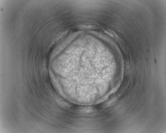 X0000066020377200603241541