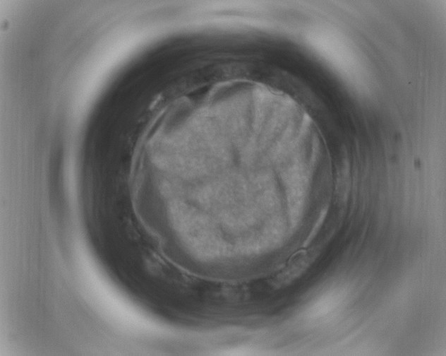 X0000066020383200603241541