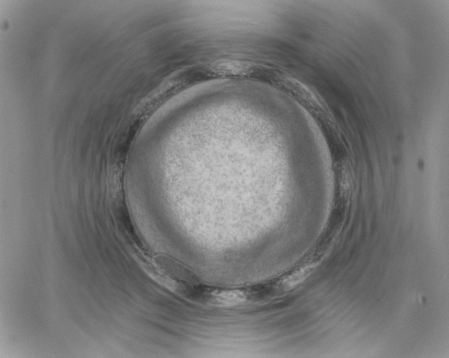 X0000066020409200603241540