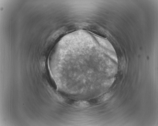 X0000066020427200603241540