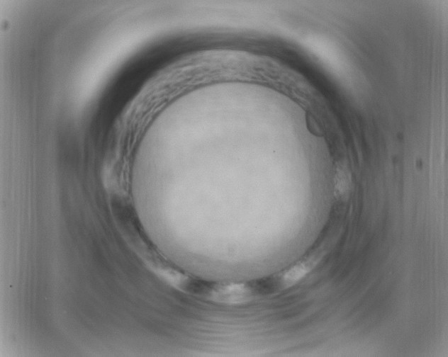 X0000066020431200603241540